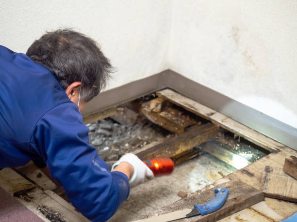 Best Mold Testing  in Bertsch Oceanview, CA