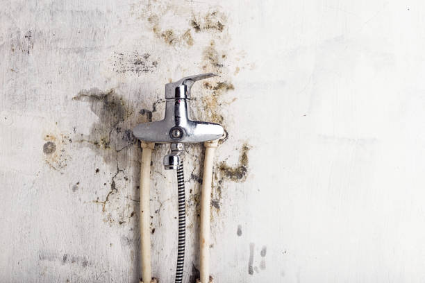 Professional Mold Removal in Bertsch Oceanview, CA
