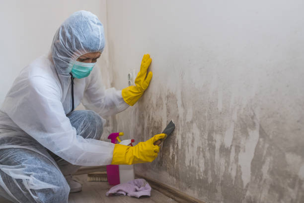 Best Mold Cleaning Services  in Bertsch Oceanview, CA
