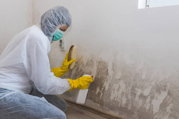 Best Affordable Mold Removal  in Bertsch Oceanview, CA