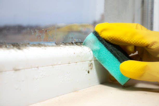 Best Commercial Mold Removal  in Bertsch Oceanview, CA