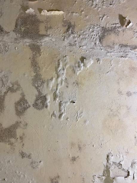 Best Water Damage Restoration  in Bertsch Oceanview, CA