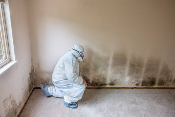 Best Mold Damage Repair  in Bertsch Oceanview, CA
