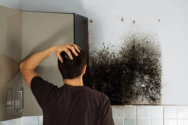 Best Toxic Mold Removal  in Bertsch Oceanview, CA